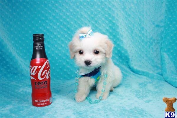 lvpuppyheaven Picture 1